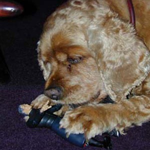 Greer meets Magneto!  Will the master of magnetism escape the clutches of Bill Condons Cocker Spaniel?