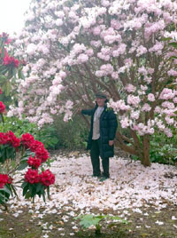 The rhododendrons were out in Taranaki, Photos by Steve Thomson